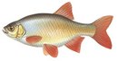 GreenPark - иконка «рыбалка» в Пышме
